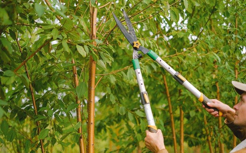 Tree trimming in Poolesville, MD